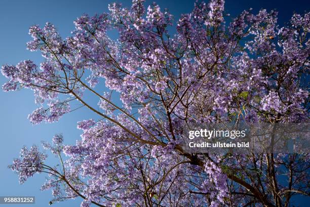 Colorful purple Jaracanda tree blooming in San Diego, California.
