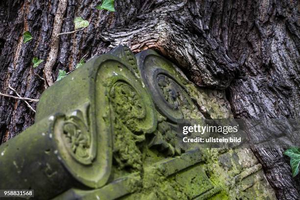 Jüdischer Friedhof Schönhauser Allee. In einen Baum eingewachsener Grabstein.