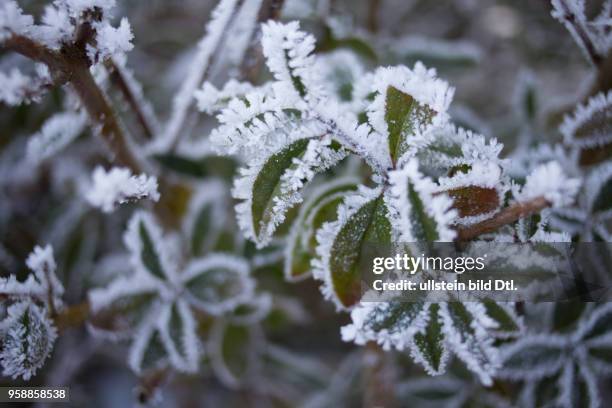 Frosted Leaves