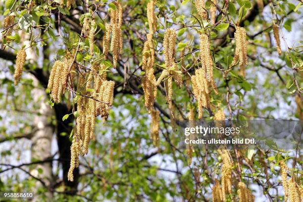 Birke, Birkenbluete, Birkenpollen