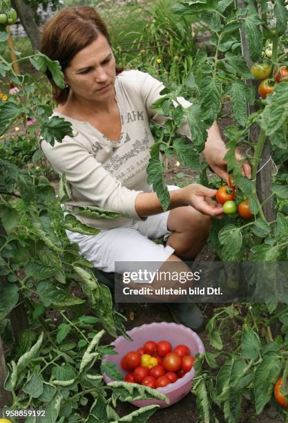 Garten, Gartenarbeit im Gemüsegarten, Frau erntet Tomaten -