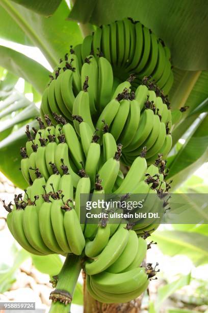 Kanaren - Bananenstauden auf La Gomera