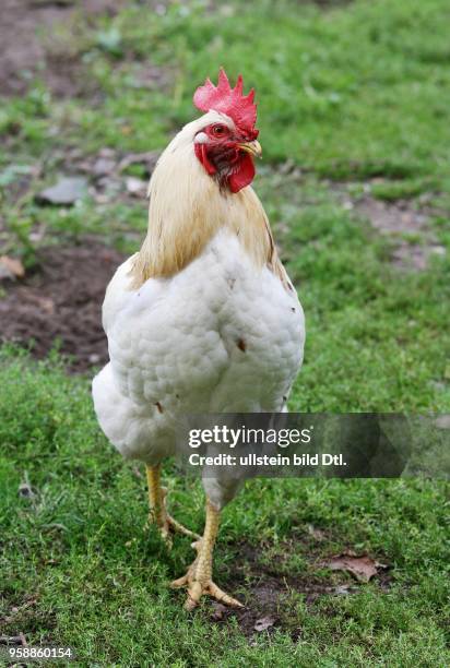 Cock at a farm