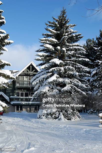 winter pine - blue mountain ontario stock pictures, royalty-free photos & images