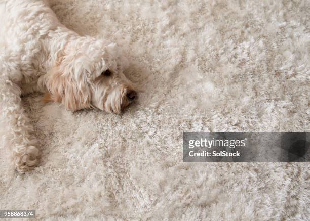 relajarse en la alfombra - pelo de animal fotografías e imágenes de stock