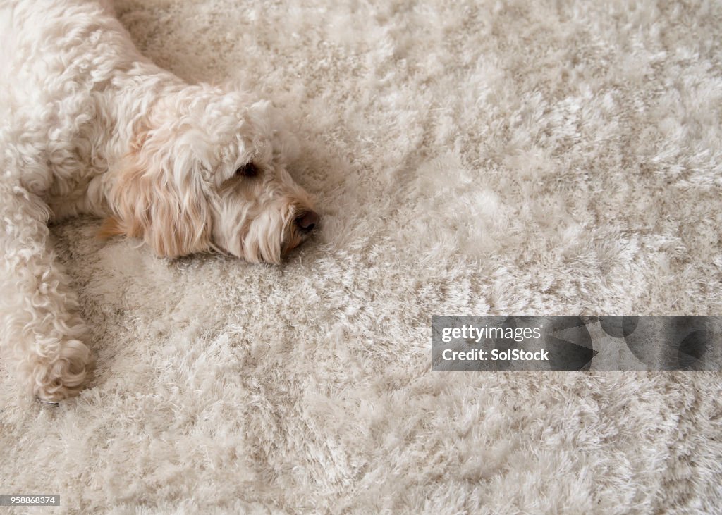 Relaxing on the Rug