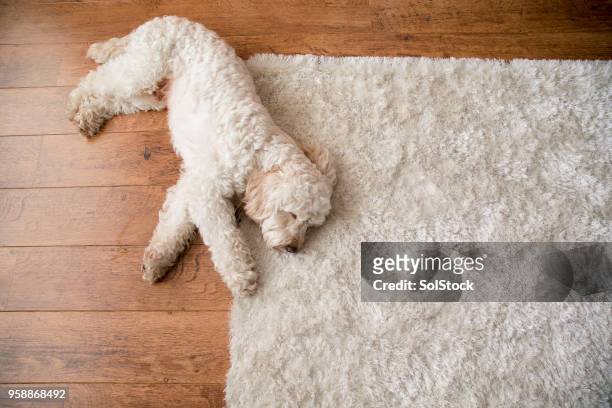 relaxing on the rug - sleeping dog stock pictures, royalty-free photos & images