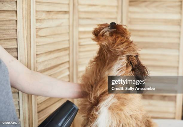 woman grooming her pet dog - blow drying hair stock pictures, royalty-free photos & images