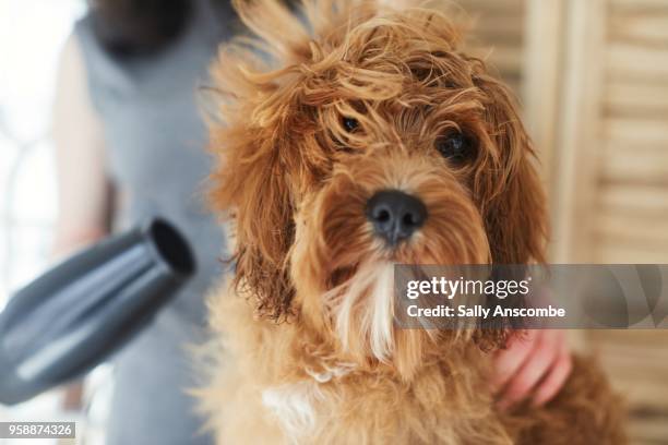 woman grooming her pet dog - drying stockfoto's en -beelden