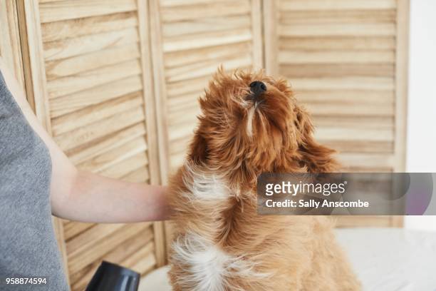 woman grooming her pet dog - blow drying hair stock pictures, royalty-free photos & images