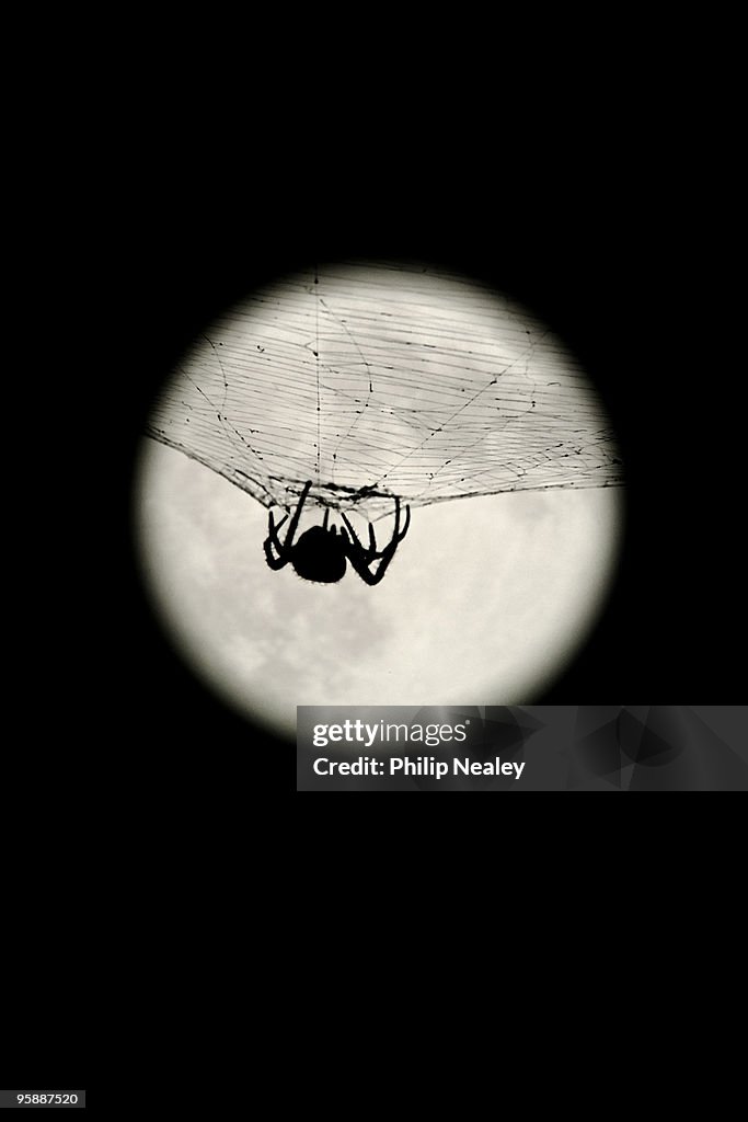 Spider in front of the moon