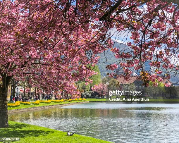cherrytrees in bloom  in bergen norway - aina stock pictures, royalty-free photos & images