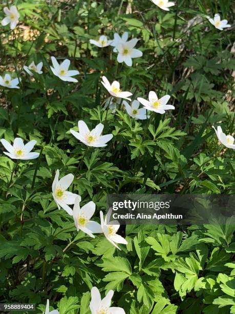 white anemone - aina stock pictures, royalty-free photos & images