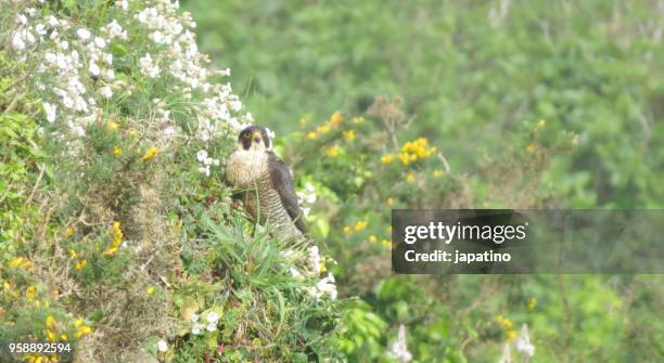 peregrine falcon (falco peregrinus), looking for a prey - frosted pinecone stock pictures, royalty-free photos & images