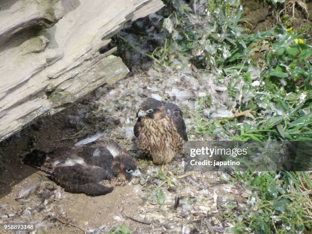 two peregrine falcon(falco peregrinus) chicks in the nest - frosted pinecone stock pictures, royalty-free photos & images