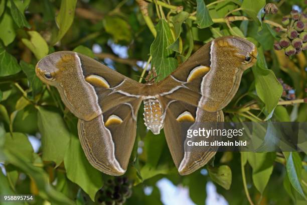 Goetterbaumspinner Falter Weibchen mit geoeffneten Fluegeln an gruenen Efeublaettern sitzend von hinten