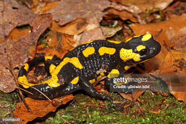 Feuersalamander auf Boden mit braunem Herbstlaub sitzend rechts aufrecht sehend