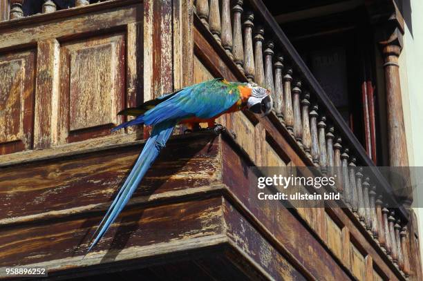 Fotomodel Papagei entflogen in Puerto de la Cruz. Einer von zwei Foto-Papageien hat fuer ca eine Stunde die Flucht auf einen Balkon im...