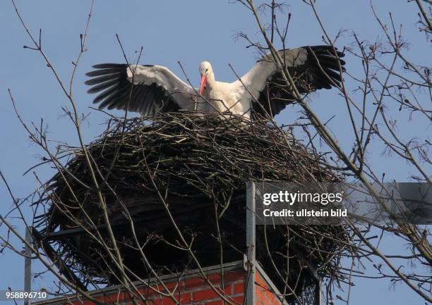 Im Storchendorf Linum hier auf dem Dach der Naturschutzstaion Rhinluch, Landesumweltamt Brandenburg ist eins der ersten Paare gelandet.