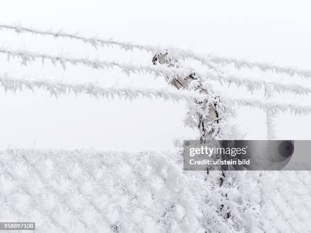 In der Kälte im Winter bildet sich Raureif