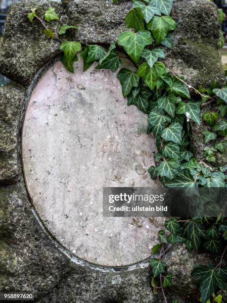 Auf einem Grabstein in einem Friedhof rankt sich Efeu