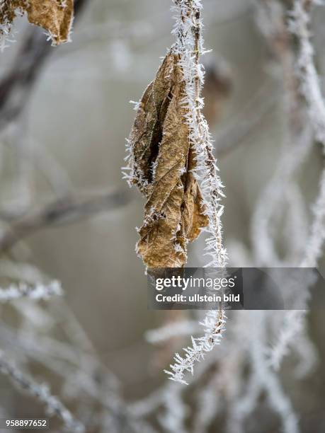 In der Kälte im Winter bildet sich Raureif