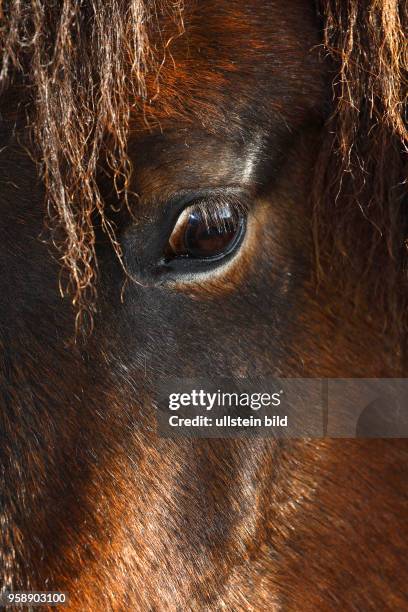 Auge und Kopf, Pferdeauge, Pferderasse Islandpony, Island-Pony, Islandpferd, Isländer Portrait