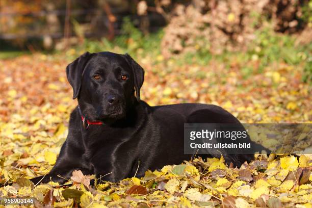 Schwarzer Labrador Retriever im Herbstlaub Rüde, Porträt, Hunderasse, Schleswig-Holstein, Deutschland