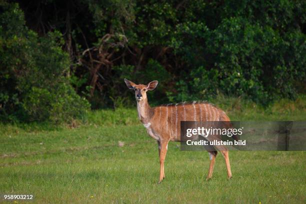 Nyala Antilope , Weibchen, Ostkap, Südafrika, Afrika