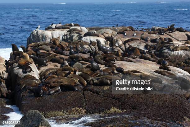 Südliche Seebären Südafrikanische Seebären, Ohrenrobben, Kolonie auf Felseninsel, Robbeninsel Duiker Island in der Hout Bay bei Kapstadt, Republik...