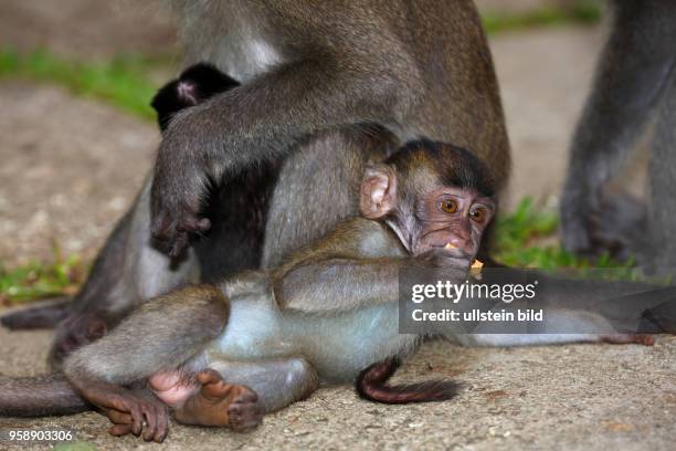 Affen, Langschwanzmakak, Jungtier spielt mit Zigarettenfilter, Javaneraffe, Makake, Krabbenesser , Bako Nationalpark, Bundesstaat Sarawak, Borneo,...