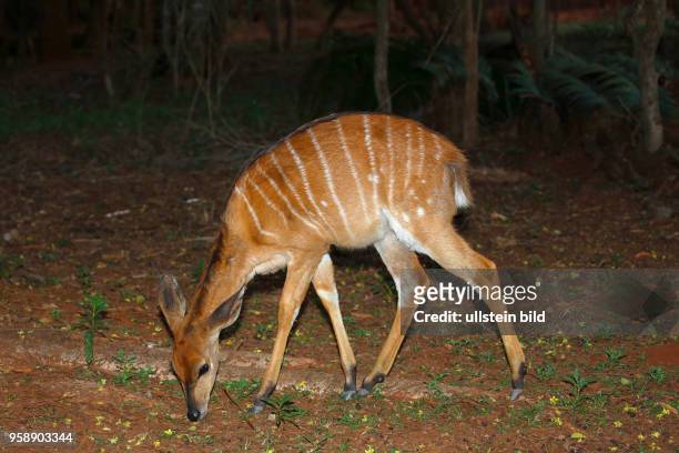 Nyala Antilope , Weibchen sucht Nahrung in der Dämmerung, Ostkap, Südafrika, Afrika