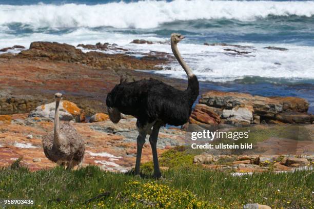 Südafrikanische Strauße , Männchen und Weibchen, Kap der Guten Hoffnung, Nationalpark Tafelberg, Westkap, Republik Südafrika