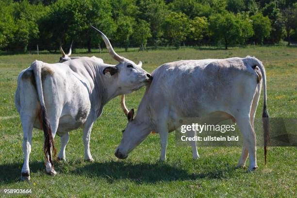 Ungarisches Steppenrinder, Ungarisches Graurinder , zwei Kühe, Weibchen, Ungarn