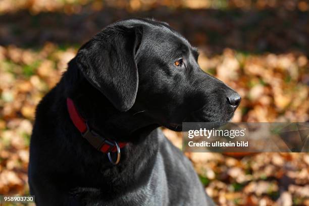 Schwarzer Labrador Retriever im Herbstlaub Rüde, Porträt, Hunderasse, Schleswig-Holstein, Deutschland