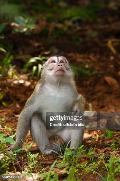 Affe, Langschwanzmakak schaut nach oben, Javaneraffe, Makake, Krabbenesser , Bako Nationalpark, Bundesstaat Sarawak, Borneo, Malaysia, Asien