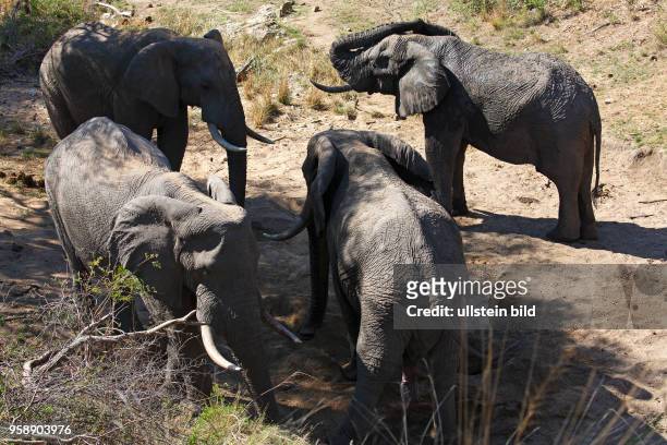 Afrikanische Elefanten an Wasserlöchern in einem trockenen Flussbett, Krüger-Nationalpark, Südafrika, Afrika