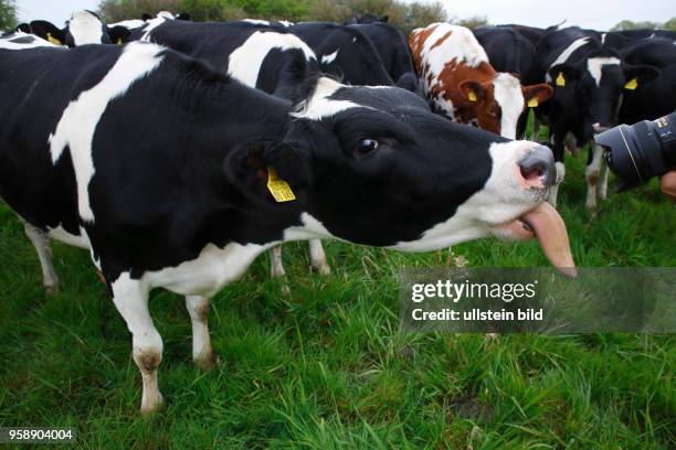 Kuh streckt Fotografen Zunge heraus, Schwarzbunte Milchkühe und Rotbunte