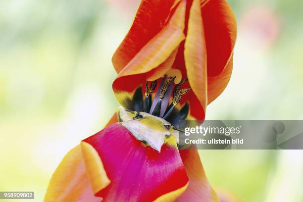 The colourful tulipe with it?s male and female organs. A symbol for the reawakening of the nature in spring.