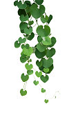 Heart shaped green leaf vines of Gaping Dutchman's Pipe (Aristolochia ringens) the tropical ornamental liana plant bush hanging isolated on white background, clipping path included.