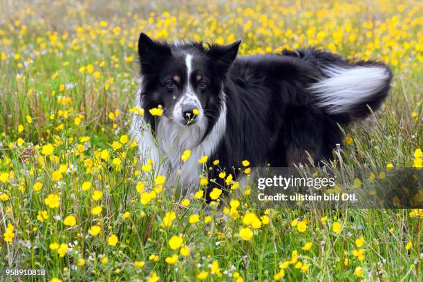 Border Collie auf Frühlinswiese