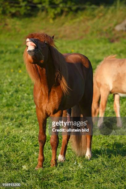 Islandpferd, flämender Hengst, Pferderasse Islandpony, Island-Pony, Isländer