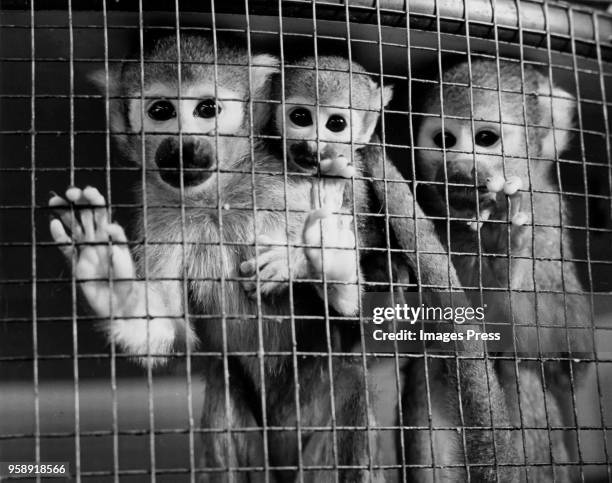 Monkeys Iris, Marty and Brutus are pictured in Essex County College Laboratory in Newark on June 20,1974.