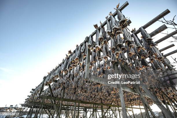 dry stockfish in norway - lofoten in a sunny day - austvagoy stock pictures, royalty-free photos & images