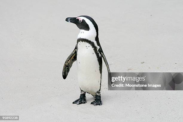 afrikanische pinguin in kapstadt, südafrika - african penguin stock-fotos und bilder