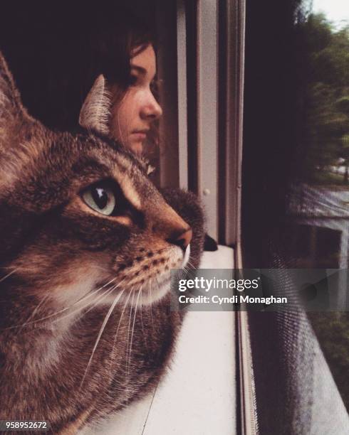 cat and girl looking at summer evening view - majestic cat stock pictures, royalty-free photos & images