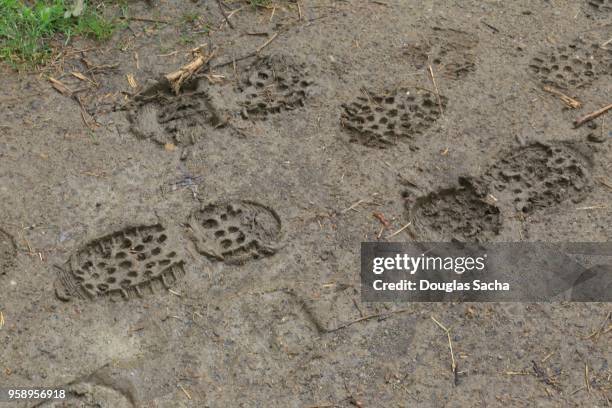 hikers boot prints in the muddy trail - muddy shoe print stock pictures, royalty-free photos & images