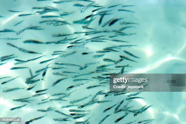 Shellawa Fish Fish Shallow Water Photos and Premium High Res Pictures - Getty Images