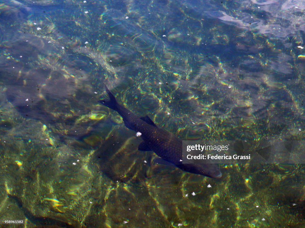 Chub Fish (Squalius cephalus)