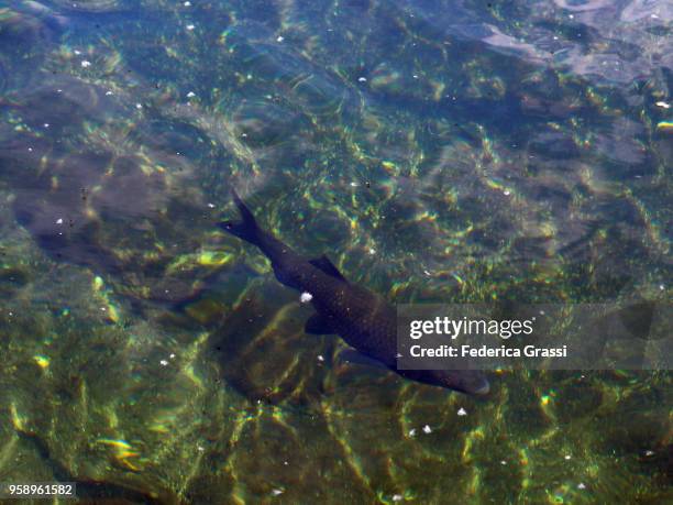 chub fish (squalius cephalus) - squalius cephalus stock pictures, royalty-free photos & images